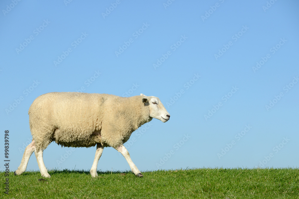 Obraz premium Schaf läuft auf der Wiese