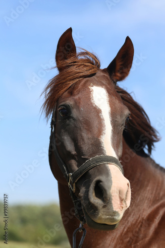 Bay colored arabian mare looking around in summer corral