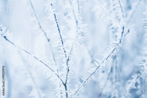 Frozen brancjh background © Mandrixta