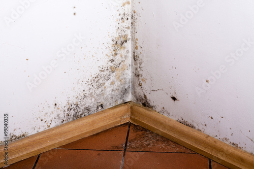 Black mold in the corner of room wall photo