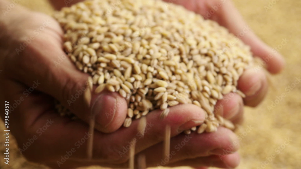 Grain in the hands. Man hands holding barley grain. Grain in the hands. Man hands holding barley grain.