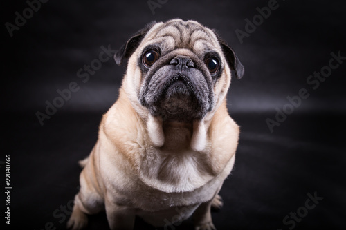Portrait of a pug dog facing the camera on a black background © michalz86