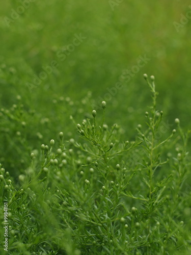 grüne zarte Pflanzen Textur