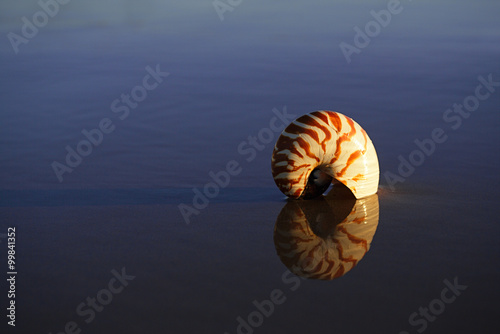 seashell nautilus on sea beach under sunset sun light