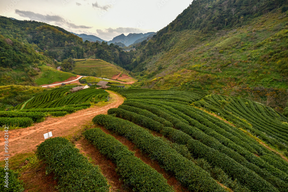 Fototapeta premium Tea plantation
