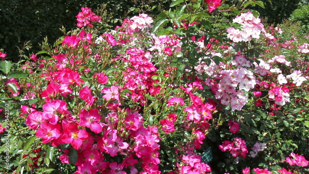 Roses in the Coloma Rose Garden. With its impressive displays of more than 3,000 varieties of roses from 26 countries, Coloma is one of the most extensive rose gardens in Europe. Roses in the Coloma Rose Garden. With its impressive displays of more than 3,000 varieties of roses from 26 countries, Coloma is one of the most extensive rose gardens in Europe.