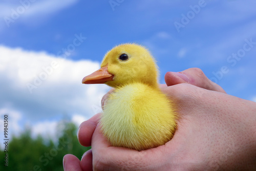 Cute duckling in hand