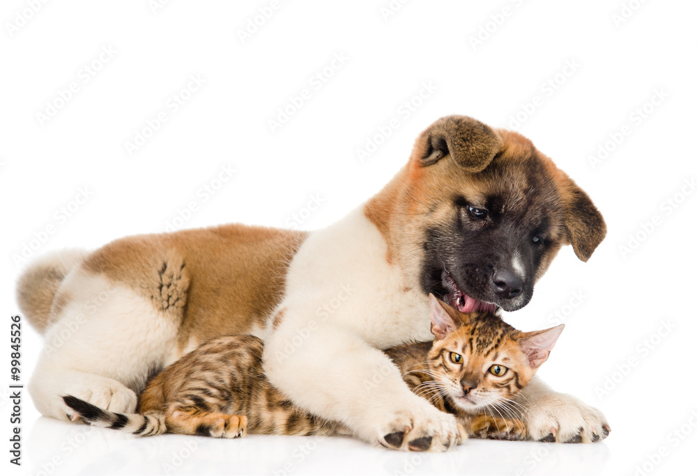 Akita inu puppy dog hugging and licking bengal kitten. isolated