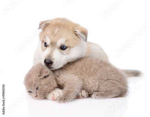 scottish kitten and Siberian Husky puppy playing together. isola