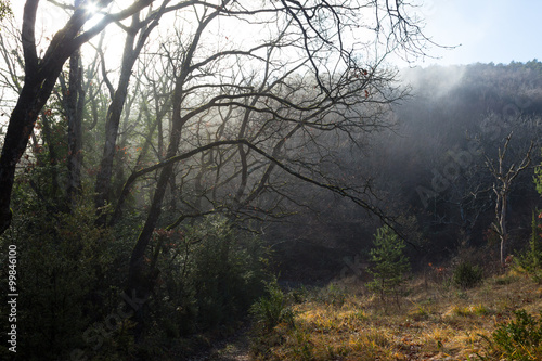 Mountain path through forest