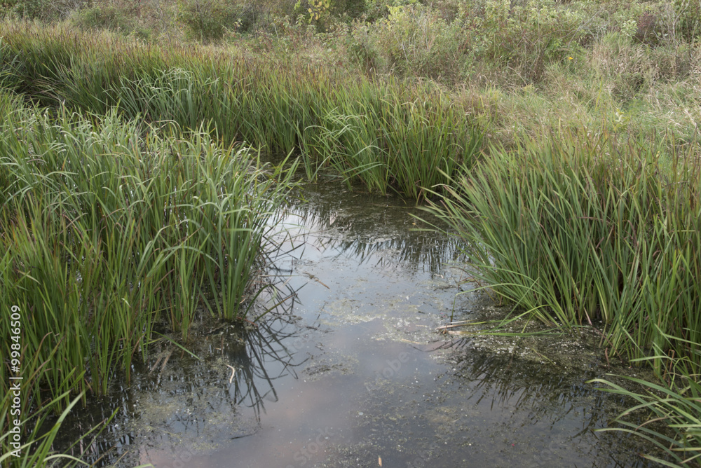 Common Bur-reed (Sparganium eurycarpum)