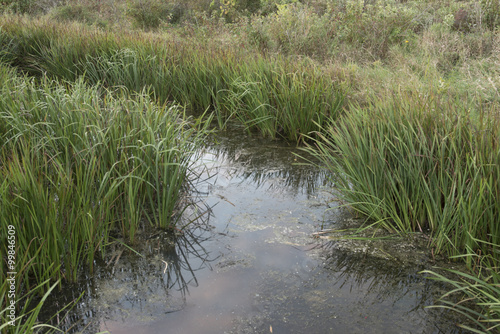 Common Bur-reed (Sparganium eurycarpum)