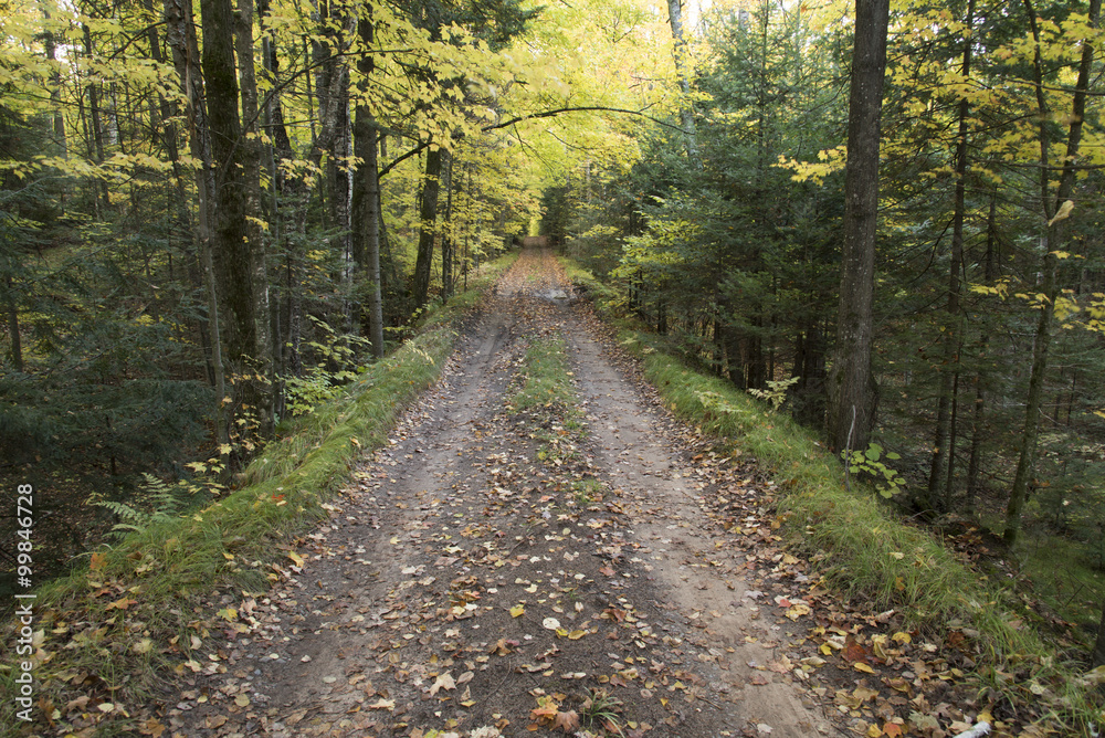 Naklejka premium Dirt lane going straight through the North Woods of Wisconsin.