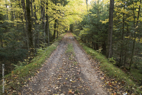 Dirt lane going straight through the North Woods of Wisconsin.
