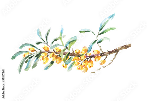 Vector sea buckthorn berries branch isolated.