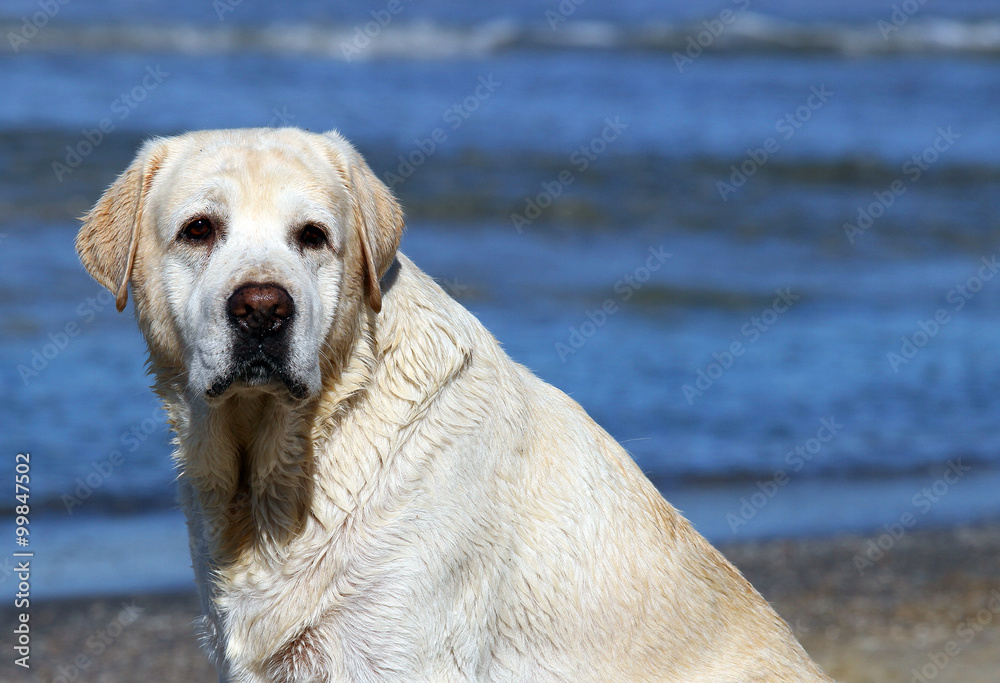 the cute yellow labrador portrait the cute yellow labrador portrait