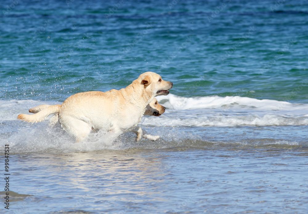 labradors at the sea with a ball labradors at the sea with a ball