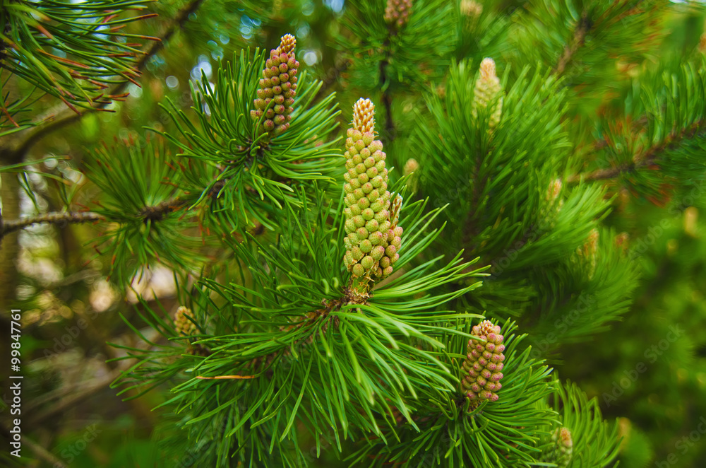 Background from conifer evergreen tree branches with cones