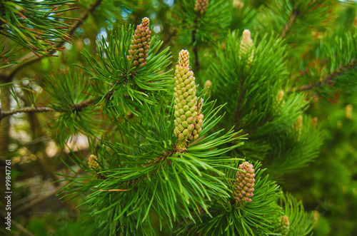 Background from conifer evergreen tree branches with cones