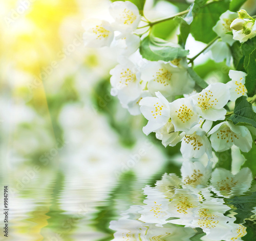 Spring background with flowering jasmine reflected in water © Leonid Ikan