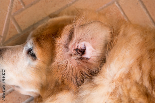 Dirty dog's ear