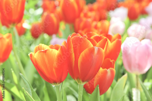 orange tulip