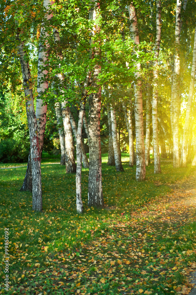 Obraz premium letni las brzozowy