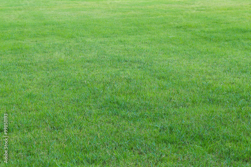 green grass in the garden(soft focus)
