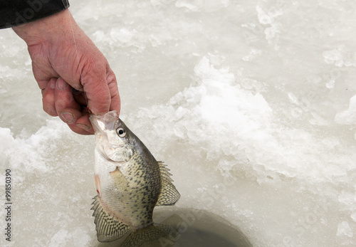 Schilderij op canvas Catching a Crappie While Ice Fishing