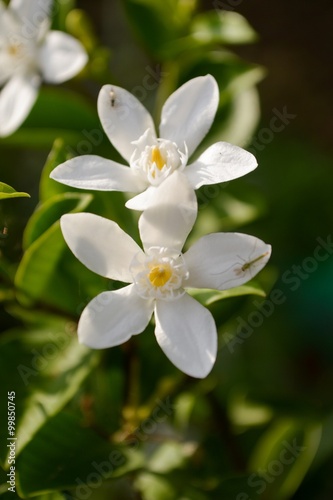 Inda white flower in garden © mansum008