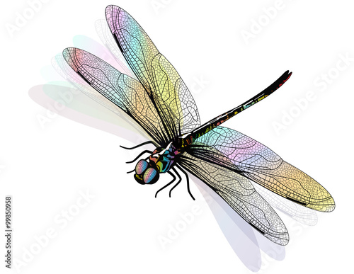 Vector dragonfly isolated and colorful. EPS 10
