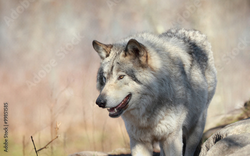 loup sauvage en automne
