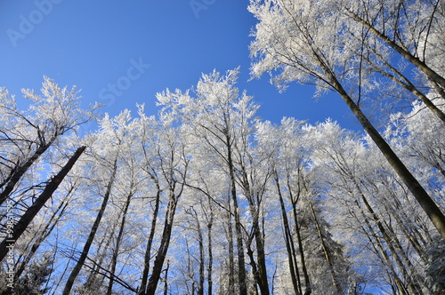 Winter day in the snowy forest photo