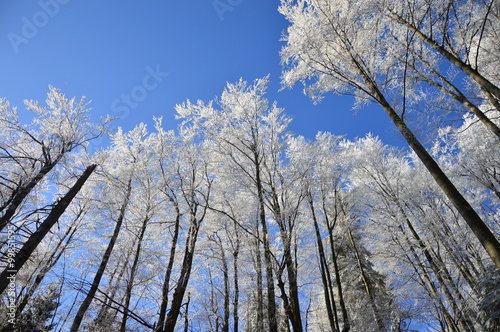 Winter day in the snowy forest