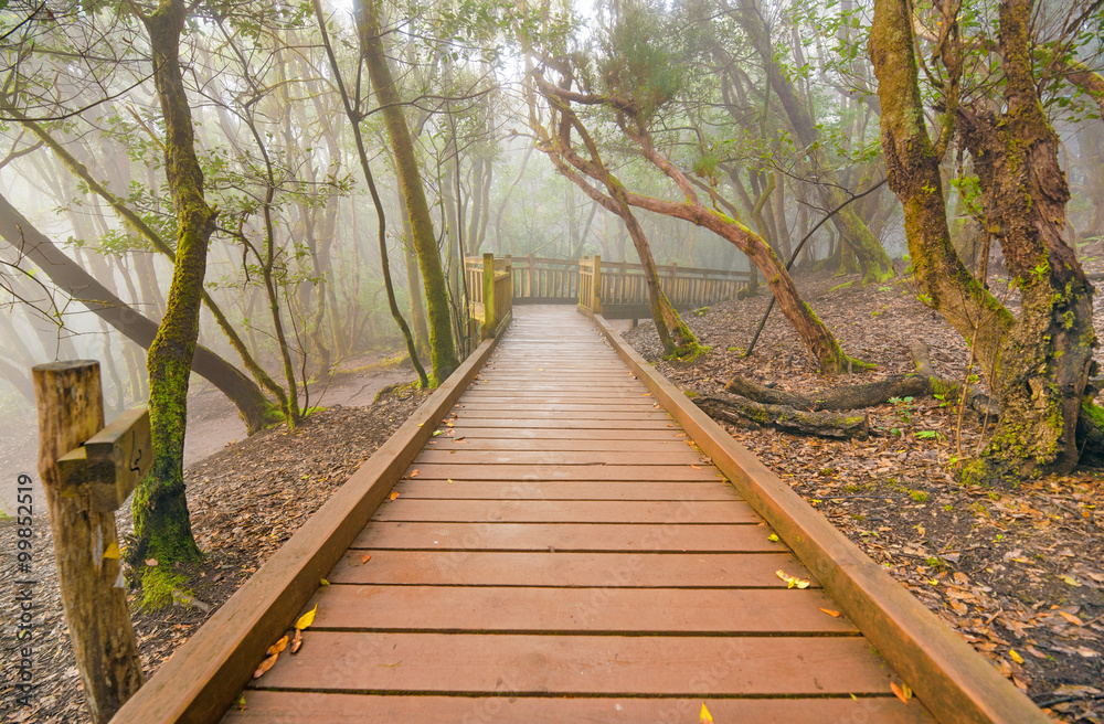 Foggy laurisilva forest in Anaga mountains, Tenerife, Canary island, Spain.