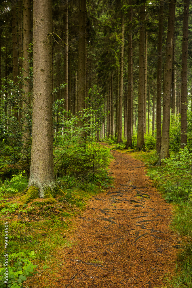 Wanderweg durch einen Fichtenwald im Sauerland Wanderweg durch einen Fichtenwald im Sauerland