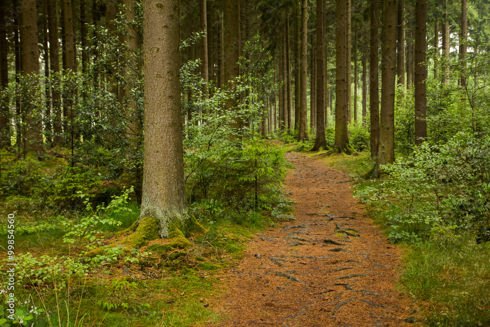 Fototapeta premium Wanderweg durch einen Fichtenwald im Sauerland