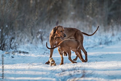 Ridgebacks on the snow