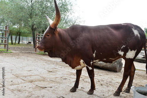  african cow