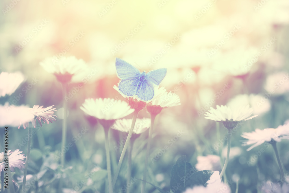 Blue butterfly on the daisy flower
