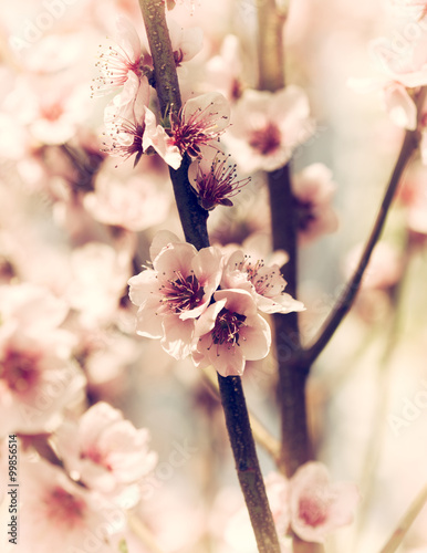 Cherry blossoms closeup