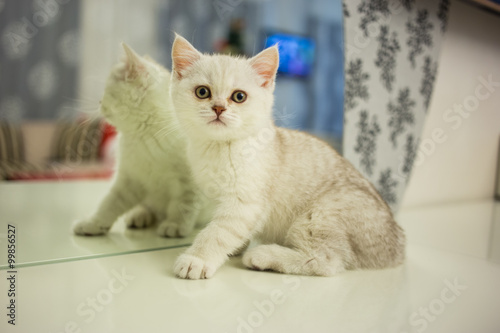 Wallpaper Mural Kitten. Torontodigital.ca