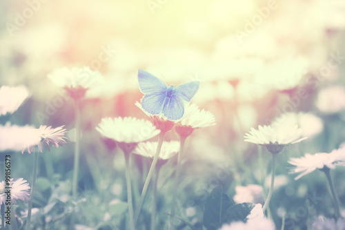 Blue butterfly on the daisy flower