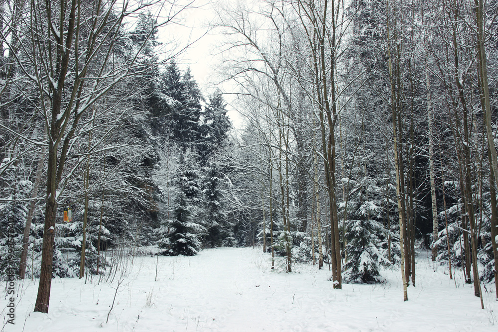 Winter. Beautiful winter landscape with snow covered trees Winter. Beautiful winter landscape with snow covered trees