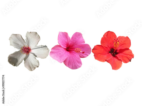 Hibiscus on a white background. Isolated 