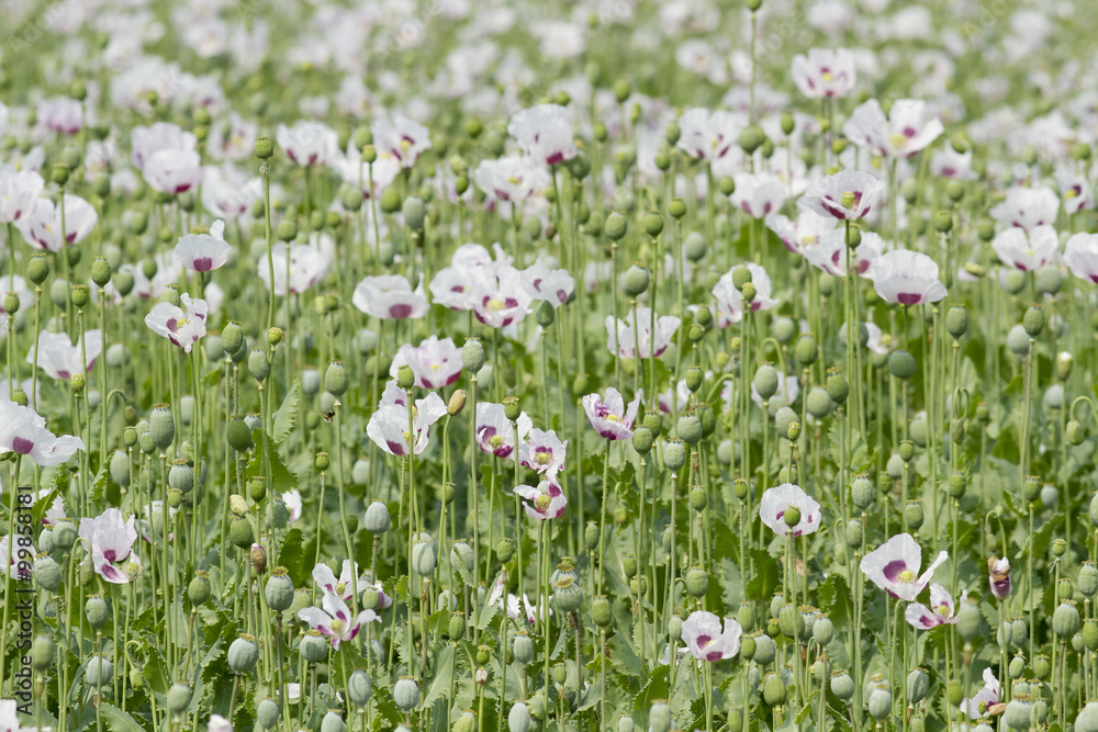opium Poppy flower and green cocoons in field, summer opium Poppy flower and green cocoons in field, summer