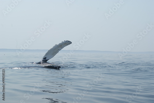baleine