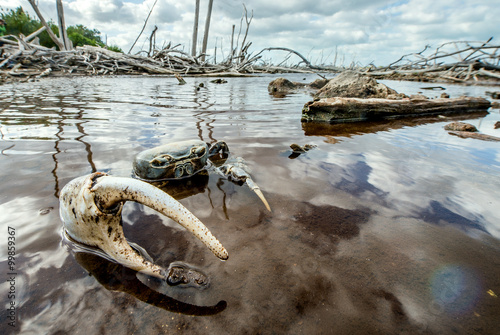 Blue Land Crab (Cardisoma Guanhumi) Mangrove Land Crab l photo