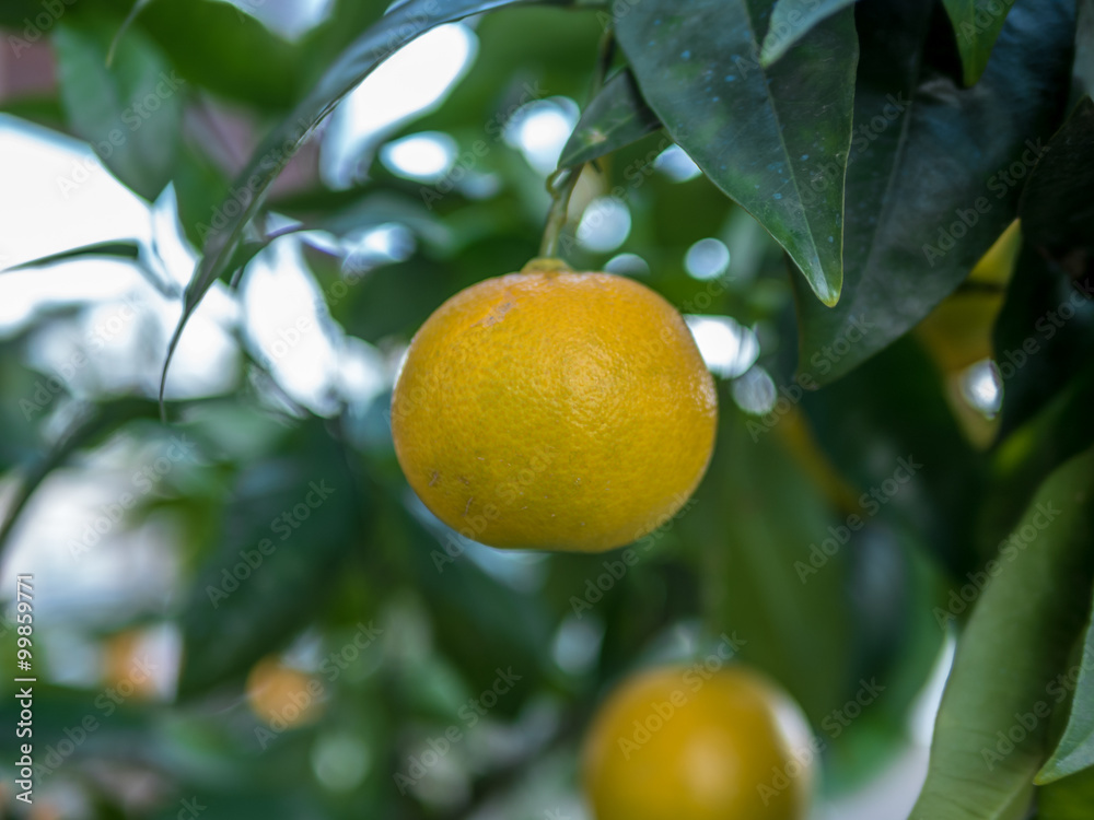 Close-up of juicy lemon in Italy -1