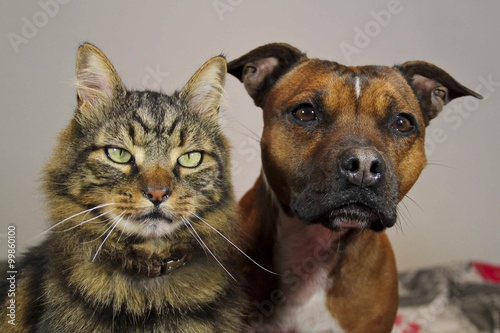 dog and cat waiting
